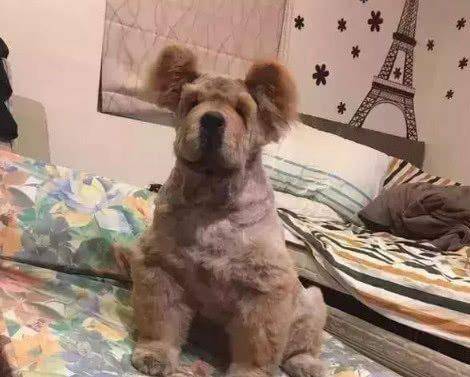 实在太|狗狗奇葩造型,你见过哪个?看到最后一张让我笑着扶墙走……