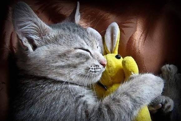 做梦被猫抓了,周公解梦与梦境深层含义解析 做梦被猫抓了,周公解梦与梦境深层含义解析