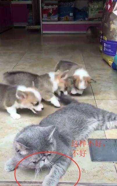 观点评论|佛系猫被柯基欺负：世界如此美好，我却如此暴躁，这样不好，不好