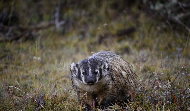 蛇是怎么捕食老鼠的 da7228414aa94814859925c8f1e97666.jpeg