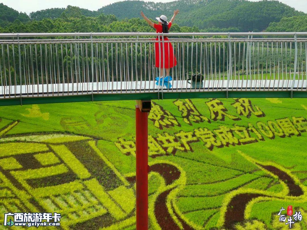 广西牛拍 | 超震撼!古辣大陆村稻画新图共赏 | 广西旅游年卡