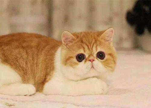 猫咪|【养宠小知识】加菲猫很容易流眼泪吗