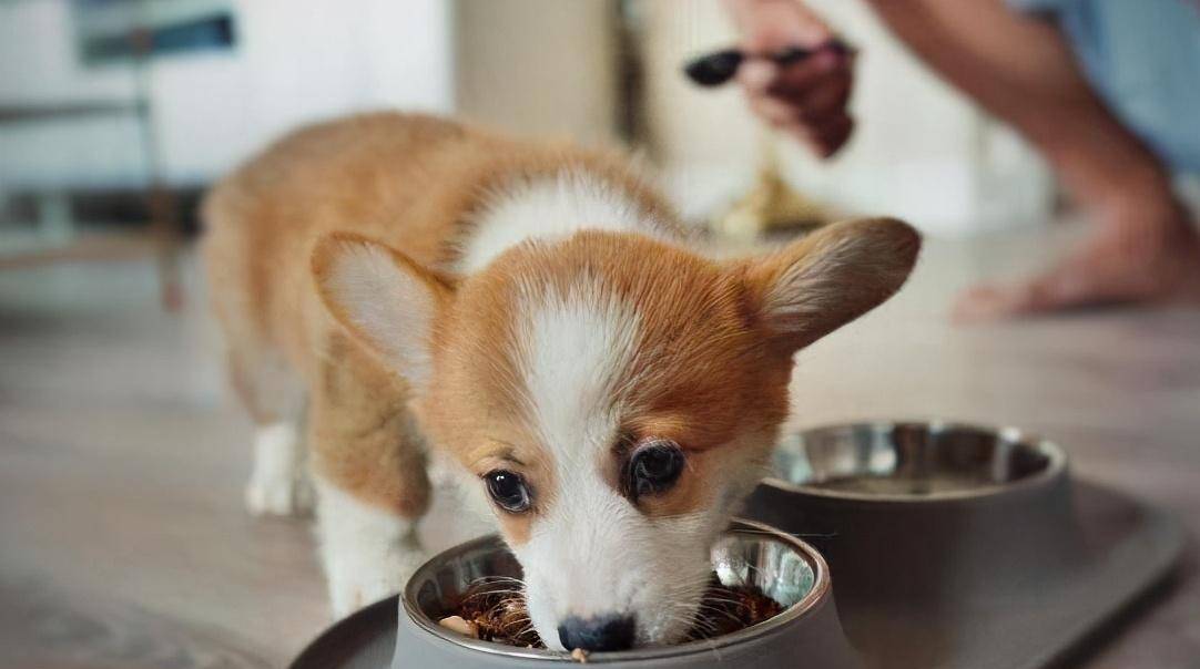 软食|柯基犬口臭严重怎么办？这几招，轻松帮你解决！