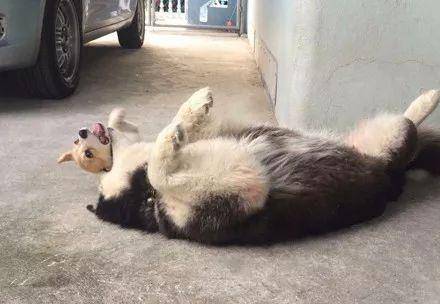 崩溃|主人领回了只柯基,没想到二哈就不淡定了,下一秒差点要了狗命!