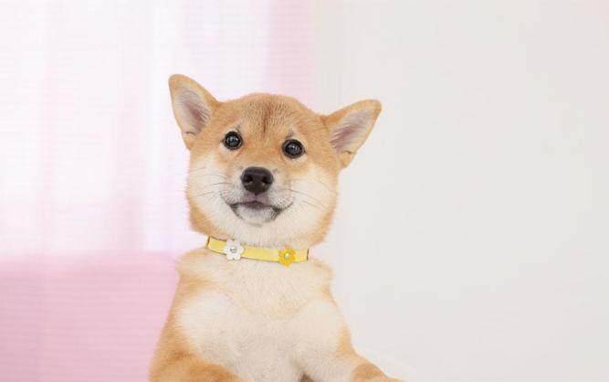 日本除了柴犬 还有四种名犬 第三种大多数人认为来自欧洲