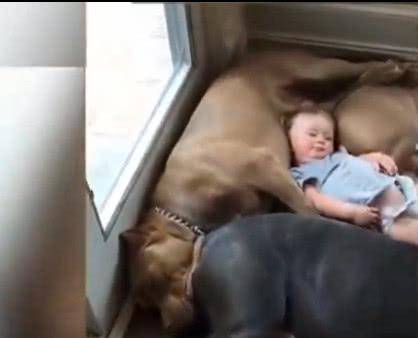 4隻比特犬把小寶寶團團圍住, 寶媽回頭一看, 瞬間崩潰! 萌趣萌寵 第2张