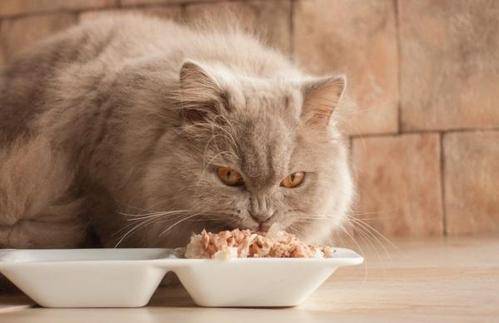 猫咪|【养宠小知识】加菲猫很容易流眼泪吗