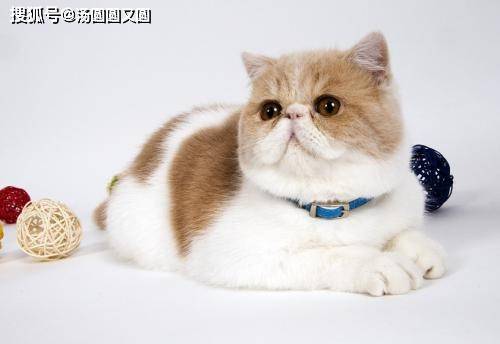 补充|【养宠小知识】加菲猫发腮吃什么猫粮