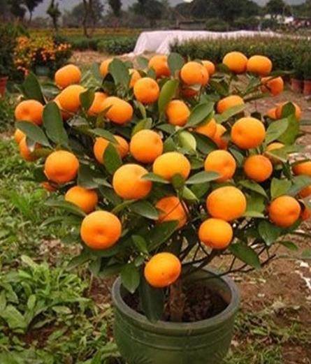 怎么种橘子树 927be29bad58435f9352108ed42ac4d9.jpeg
