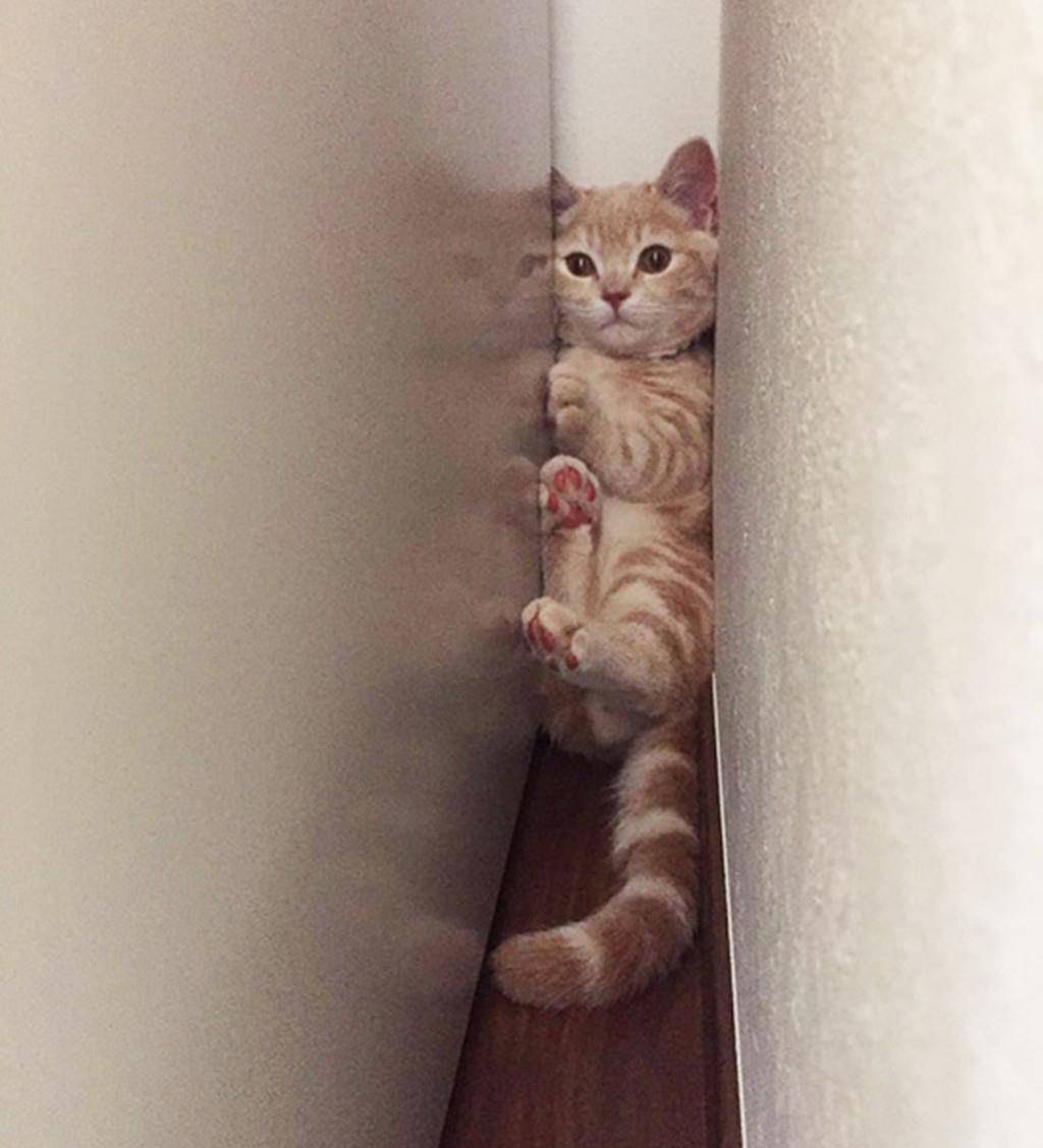 猫咪叫声吸引猫咪过来呼唤 9a395a4fea9e4a5ea7aa6a06c599af2a.jpeg