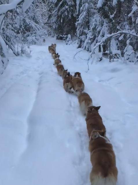 人心|雪地中一群柯基铲雪队出发，屁屁左扭右摆超级疗愈！