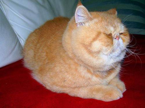 猫咪|【养宠小知识】加菲猫很容易流眼泪吗