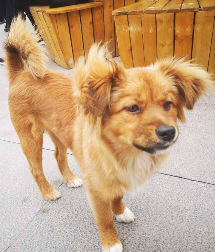 体型|有金毛血统的狗狗，一般都有这几个特征，最后一个不明显