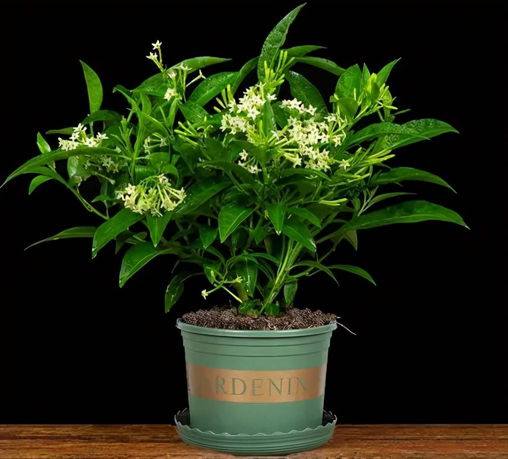 夏天养4盆驱蚊花皮实好养清新空气蚊虫都不敢进家门