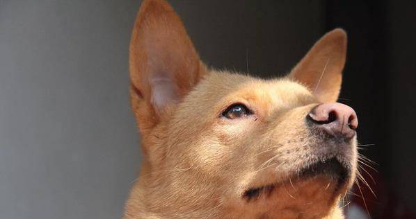 狗为啥会被卡住 1962f91d4fa9437e94b8fdf9f198f057.jpeg