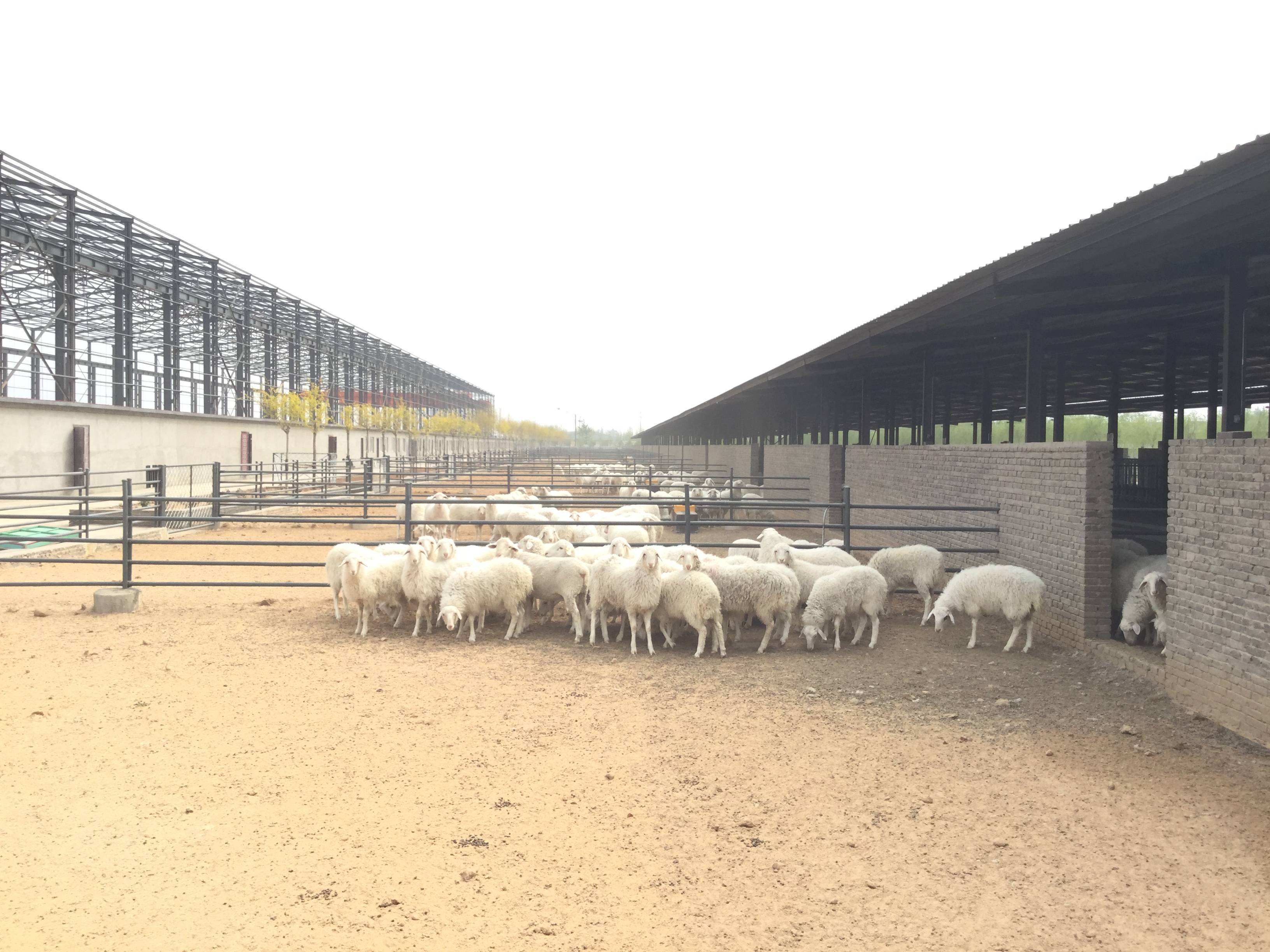 河南夏洛莱羊养殖场图片