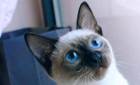 什么|古人说的男不养猫女不养狗，今天终于知道原因了