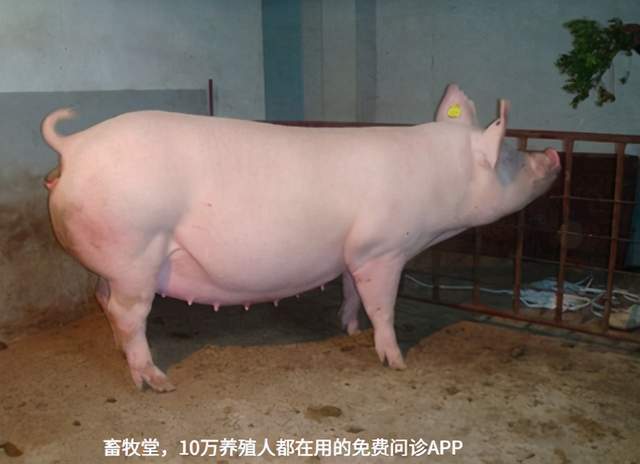 后备母猪该如何选种?该怎样正确管理和饲养?