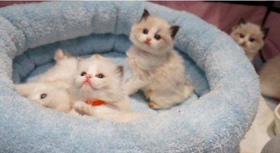 怎么看小猫生没生完 731ebbfe98bf4a05a0ae5377fd611bce.jpeg