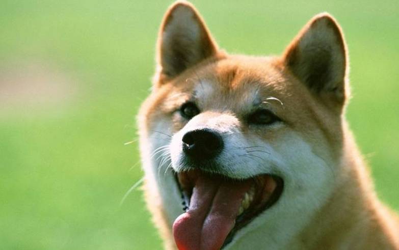 全部都是|养狗之后的心累瞬间:再也不说“累成狗了”,狗才不累呢!