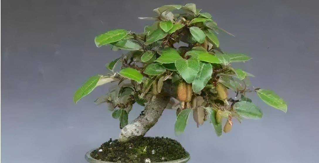 秋花春实的胡颓子野生资源丰富是制作盆景的好素材