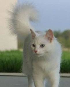 哪里卖猫快 bb026ebd52a145c8a8439b1aca5ff48a.jpeg