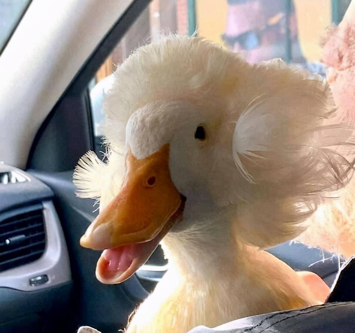 40张罕见的动物照片,两只猫秀恩爱,图3这动物是ps出来的吧