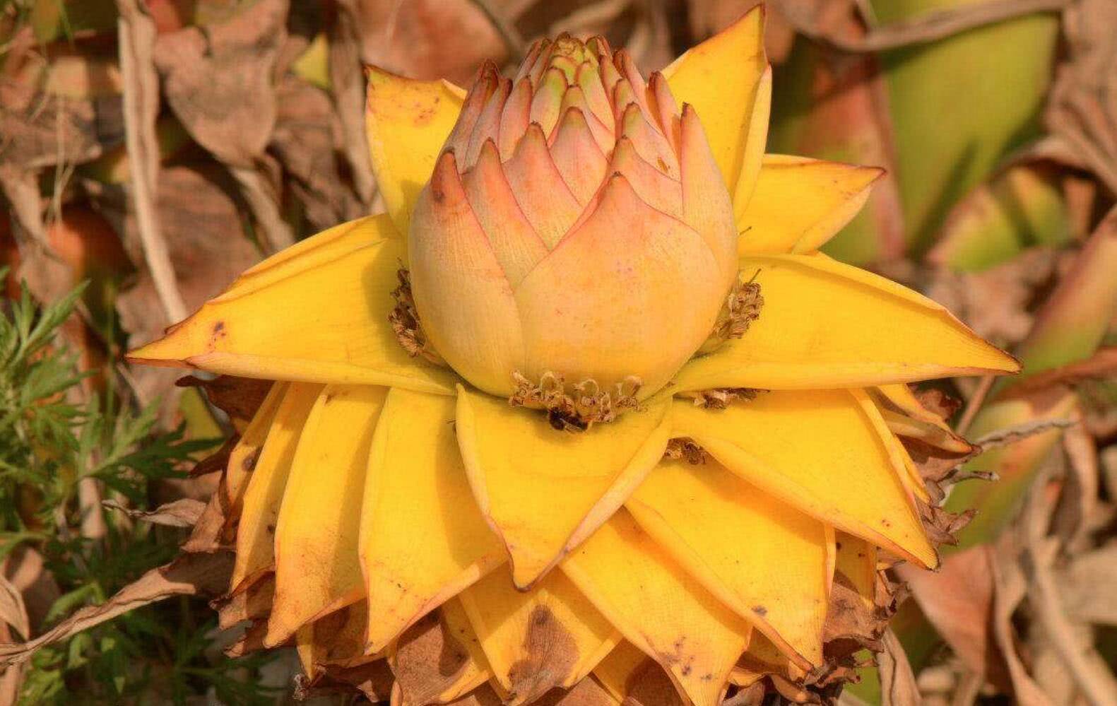 常被误认为是香蕉,开花后才知道是"地涌金莲,一经发现请移植