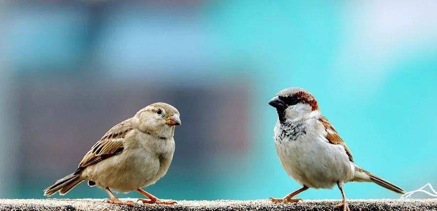 布谷鸟在什么地方最常见 f60d114637d242e288355816e5fb26e2.jpeg