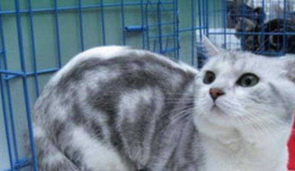 什么|古人说的男不养猫女不养狗，今天终于知道原因了