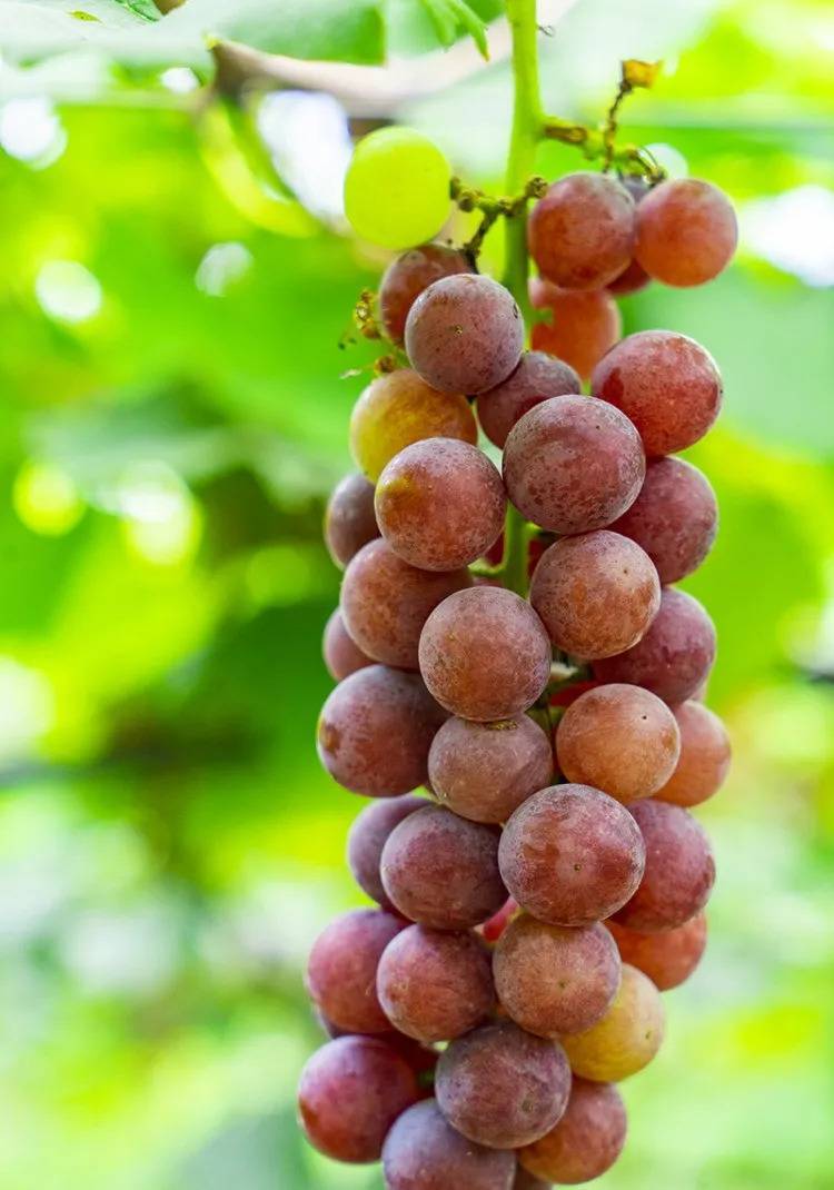 盛开的甜玫瑰浓香爽口,甜而不腻岛上的葡萄不仅味道香甜营养价值也是