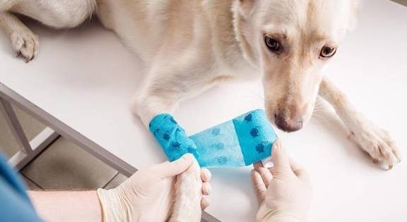 如何给狗狗剪指甲不剪到血线 09662aef843745bbb9ae890973b3e4ea.jpeg