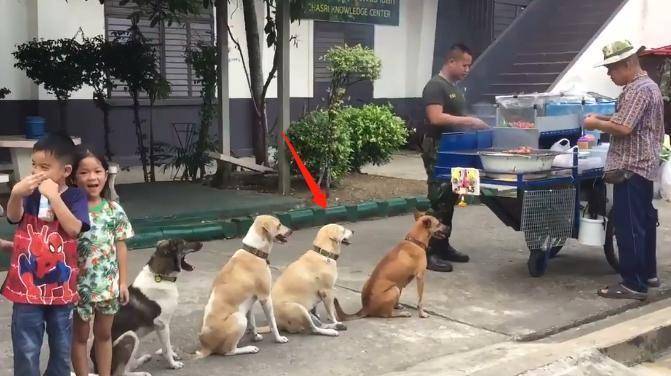 同伴|礼貌狗狗“天天排队”等吃烧烤,老板被萌到送肉肉:它们是招财汪