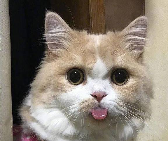 这只猫咪好神奇只要一拍照就这样…这反应让人笑喷了 这只猫咪好神奇只要一拍照就这样…这反应让人笑喷了