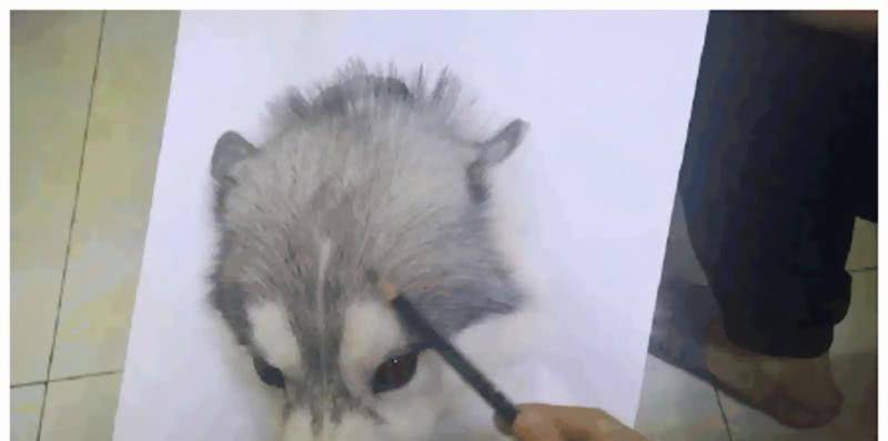 比较安静的宠物推荐 759fe263847a4130a854d152262b97b9.jpeg