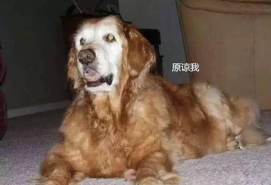 老金毛發瘋咬了孩子一口，媽媽急忙帶去醫院，驗血結果卻讓她痛哭 萌趣萌寵 第1张