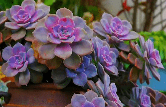 多肉怎么控养出状态呢 c0bcf8afcc0d43a4a6ff20475290f974.png