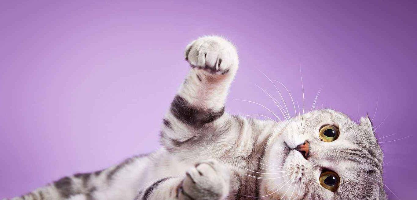 怎么看小猫有没有折耳基因 cb9bac0046304a1e8b238bb074af41f2.jpeg