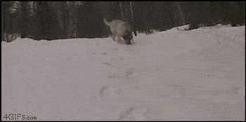 雪地|千万不要在下雪时带狗子出去玩，铲屎官：被自家狗子“蠢哭”了