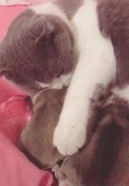 猫咪|俩柯基刚出生被冷的瑟瑟发抖,主人没办法往公猫怀里一放:救救急