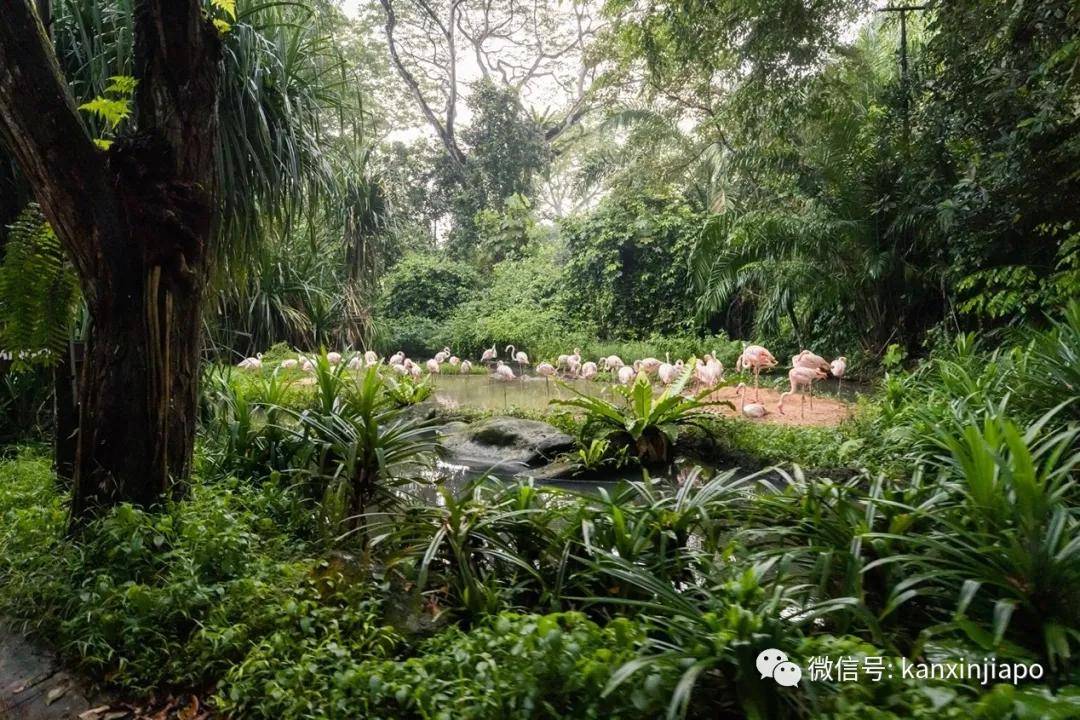 新加坡动物园_新加坡植物园 姜园_新加坡翠峰园公寓