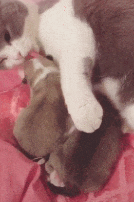 猫咪|俩柯基刚出生被冷的瑟瑟发抖,主人没办法往公猫怀里一放:救救急