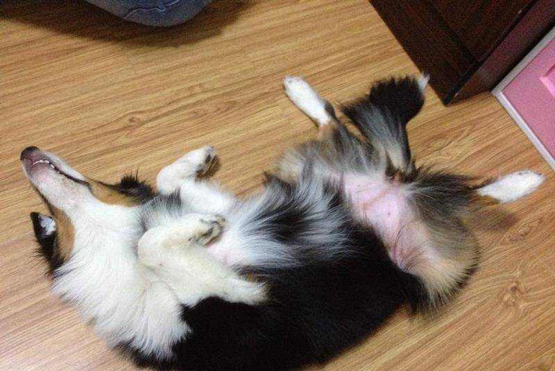 猫咪洗澡吹风怎么处理 fd2eaf98b02640c3a1ca56b58edaf1ff.jpeg