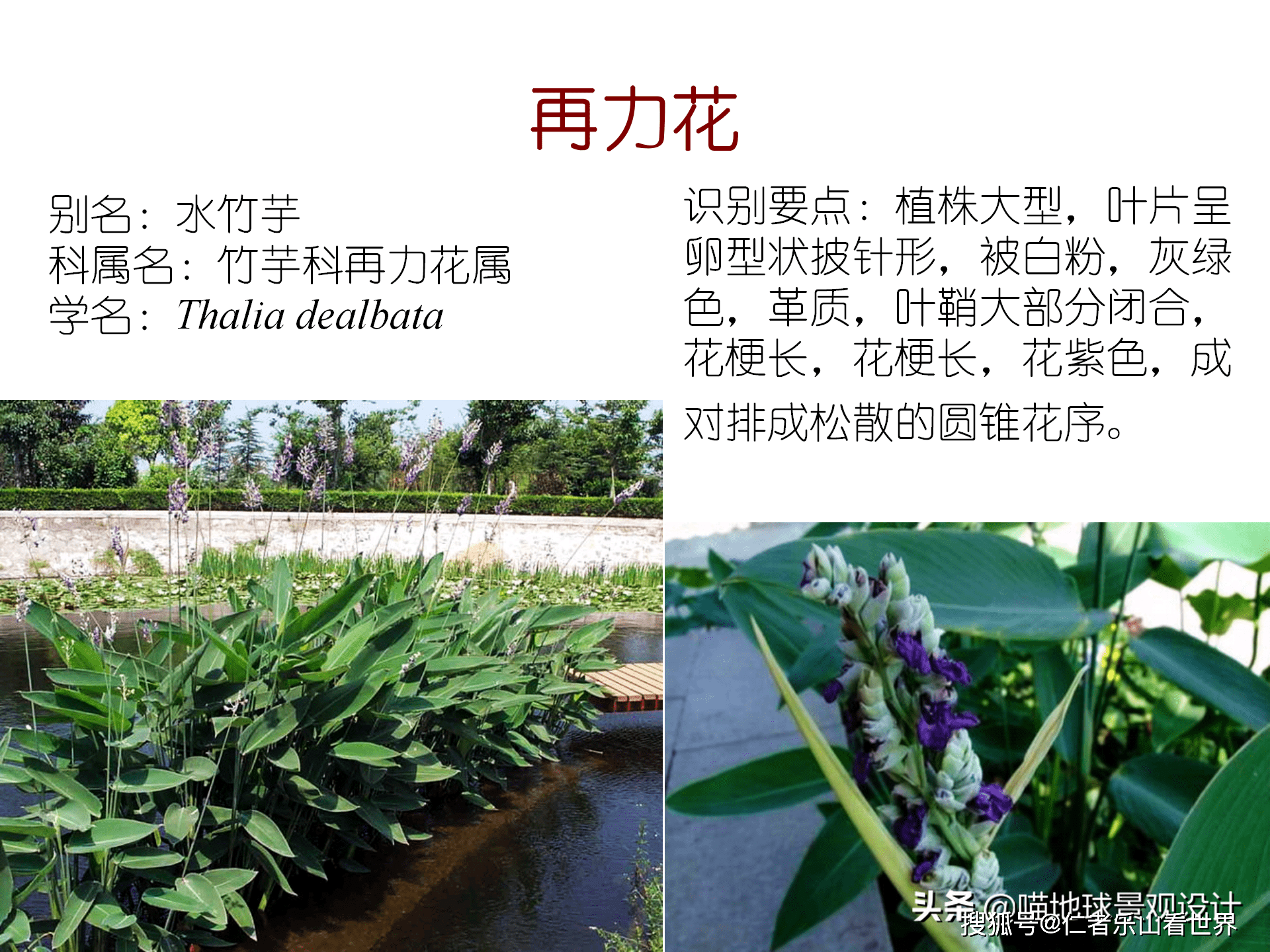 70种常见水生植物 园林景观从业者或爱好者须知 收集整理