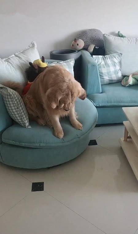 宠物|女子没有给金毛吃零食，金毛失落坐在沙发上，网友：哪里还像条狗