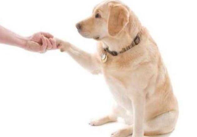 奖励|狗狗做错事要惩罚才会改正？不，奖励比惩罚更有效
