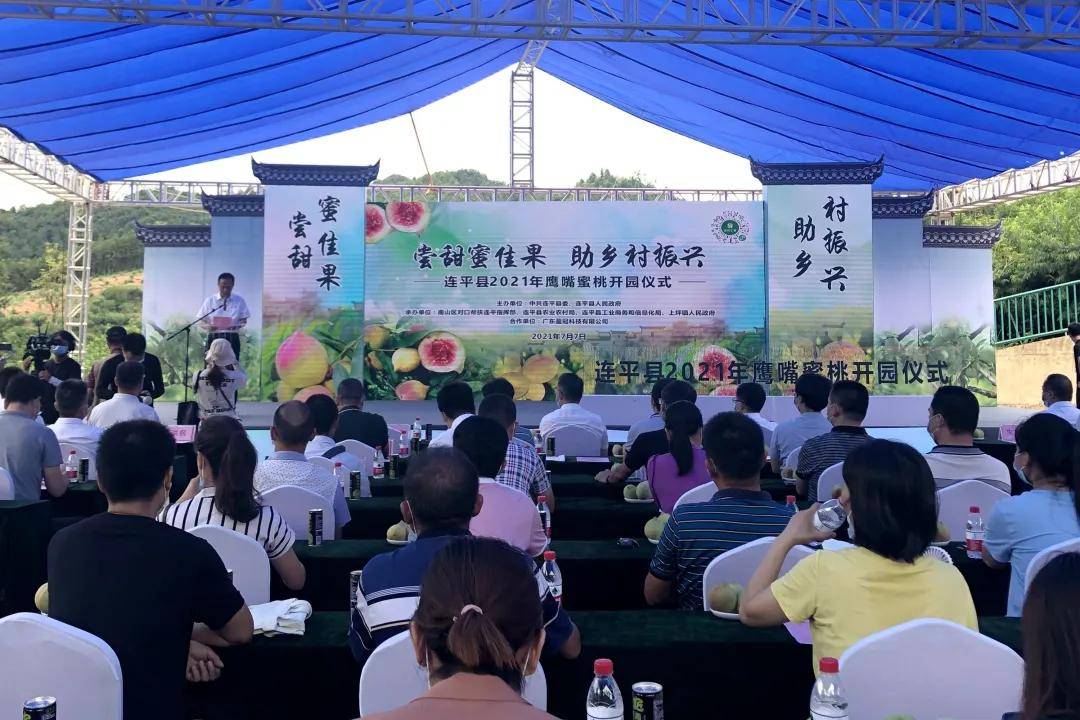 尝甜蜜佳果助乡村振兴连平县鹰嘴蜜桃今日开园