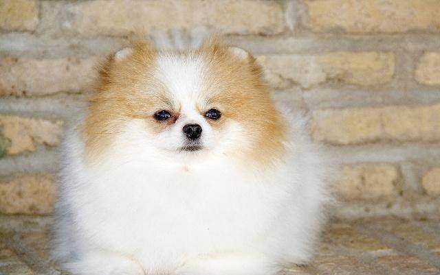 因为|如何正确给博美犬喂食?看完这个,你会恍然大悟