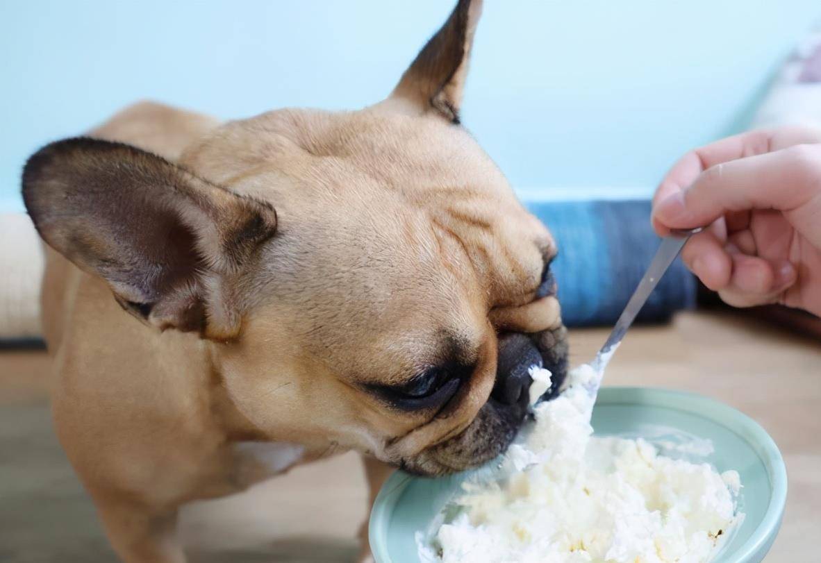 玩具|主人做完这几件事,狗狗“幸福指数”会蹭蹭蹭飙高