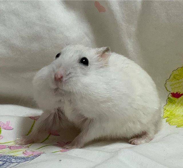 观点评论|仓鼠本是小吃货,这只银狐用实际行动证明,鼠鼠虽小但胃口很大